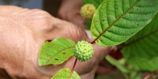 Kratom Lebih Berbahaya dari Ganja dan Kokain, Banyak Ditemukan di Kalbar