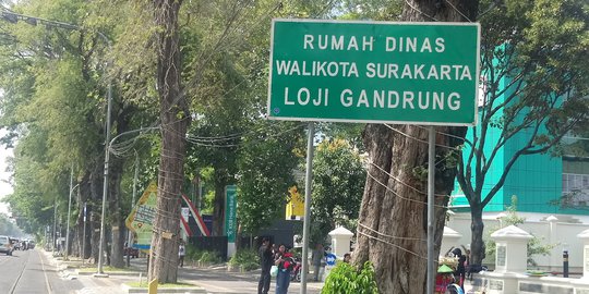 Bahaya ! Ratusan Pohon di Pinggir Jalan Solo Rawan Tumbang