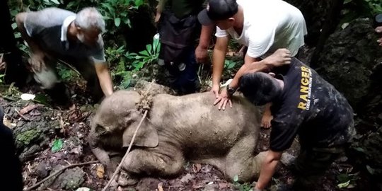 Diduga Terjerat Selama Sebulan, Gajah Betina Berhasil Diselamatkan