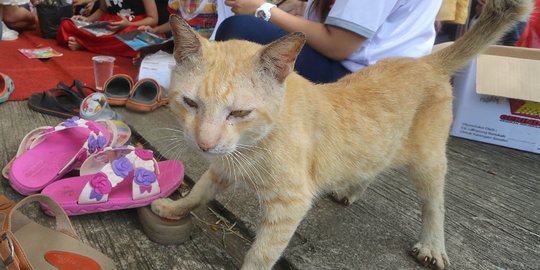 Pecinta Hewan Kecam Viral Pria Makan Kucing Hidup Hidup