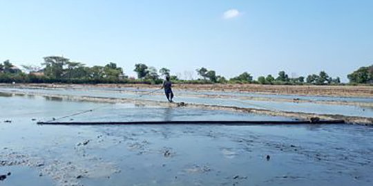Tercemar Tumpahan Minyak, Petani Garam di Karawang Berhenti Produksi