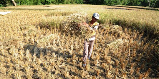 Dampak Kekeringan, 576 Hektare Lahan Pertanian di Pandeglang Gagal Panen
