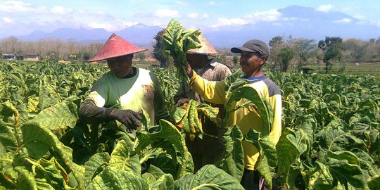 Rencana Simplifikasi Cukai Disebut Berpotensi Matikan Industri Pertembakauan