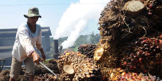 Apkasindo Sebut Petani Sawit Punya Hak terkait Dana yang Dihimpun BPDPKS