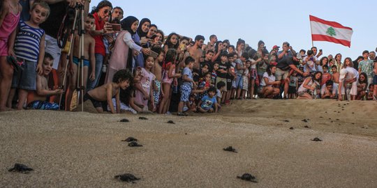 Antusias Warga Lebanon Menyaksikan Pelepasan Tukik ke Laut