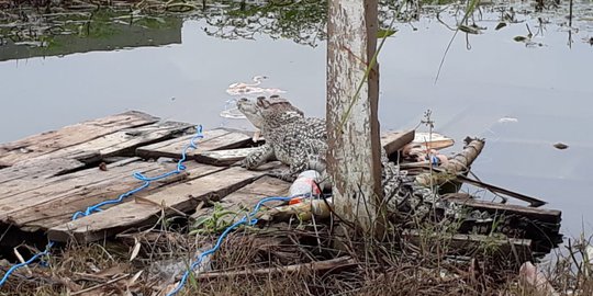 Turun ke Sungai saat Rakit Rusak, Warga Aceh Diterkam Buaya