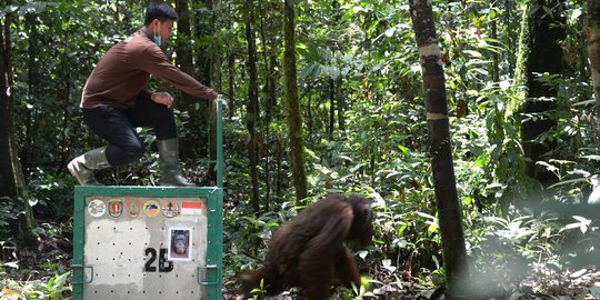 Peringati Hari Konservasi Alam Sedunia, 8 Orangutan Dilepas ke Hutan Alami Kalteng