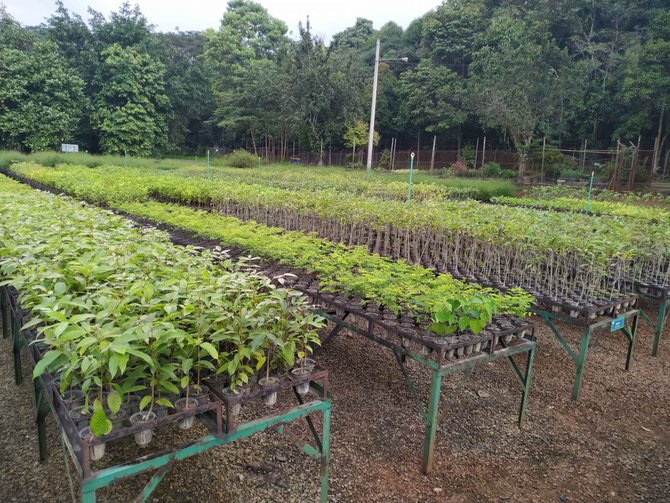 penghijauan kembali bekas tambang pt vale