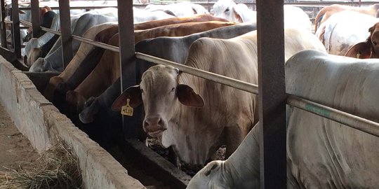 Jelang Idul Adha, Jasa Penyewaan Kandang Sapi Banyak Diminati