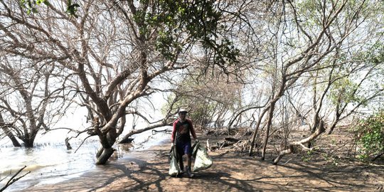 BNPB Diminta Bangun Hutan Pantai, Cegah Kerusakan Akibat Tsunami