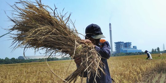 Musim Kemarau Menguntungkan Petani Karena Harga Gabah Naik