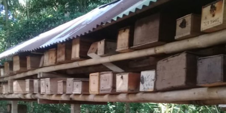 Menengok Bisnis Madu Kele Kele Yang Menggiurkan Di Jembrana Bali Merdeka Com