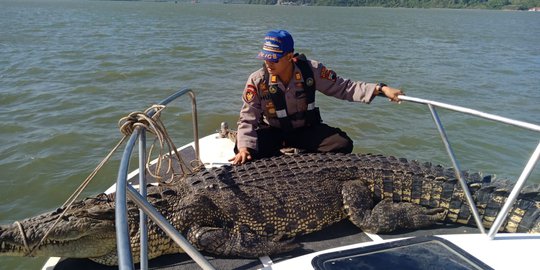 Bangkai Buaya Muara Ditemukan Nelayan di Segara Anakan Cilacap