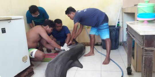 Lumba-lumba di Hotel Melka Buleleng Bali Mati, BKSD Analisa Penyebab Kematian