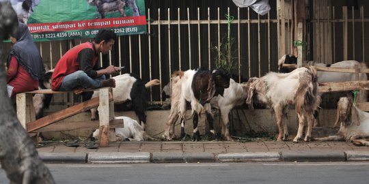 Tak Punya Lahan, Pedagang Nekat Jual Hewan Kurban di Trotoar