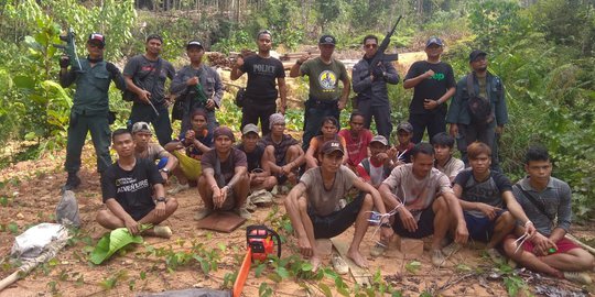 17 Pembalak Liar di Hutan Kalbar Ditangkap, Ratusan Batang Kayu Disita