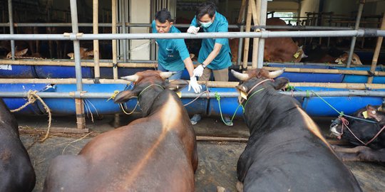 Presiden Jokowi Pesan Dua Sapi Kurban Jumbo dari Boyolali