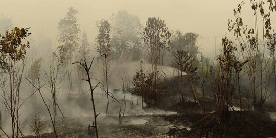 Delapan Polda Fokus Tangani Kebakaran Hutan