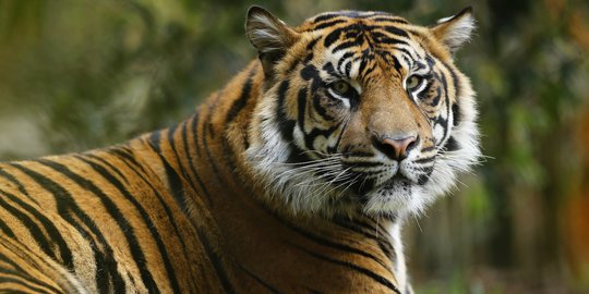 Harimau Sumatera Terjebak di Kawasan Sumur Minyak PT Chevron