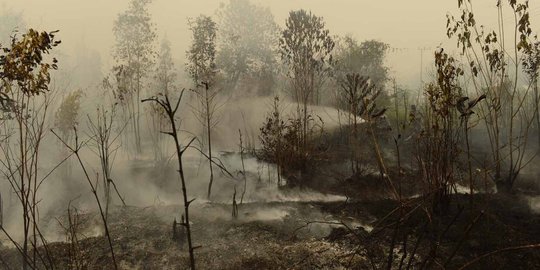 Baru Dilantik, Kapolda Kalteng Langsung Fokus Tangani Kebakaran Hutan