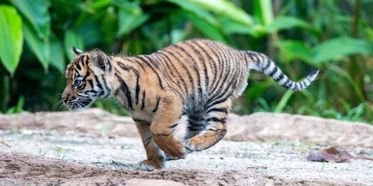 Harimau Sumatera Keluar Habitat Diduga Akibat Kebakaran Hutan