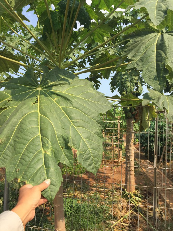 tanaman hasil pupuk dinosaurus