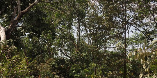 Mengenal Pohon Sengon, Tingginya Sampai Bikin Listrik Padam Massal