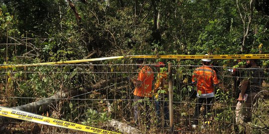 sengon bisa mencapai 40 meter rev3