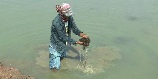 Puluhan Hektare Area Budi Daya Rumput Laut Mati Akibat Tumpahan Minyak Pertamina