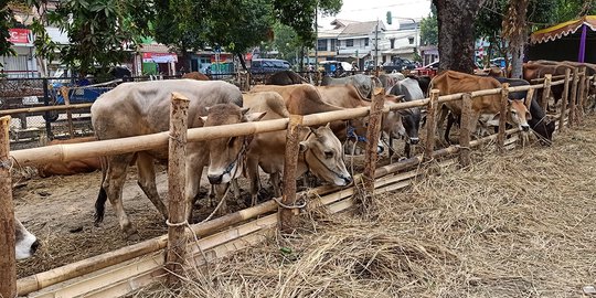 Jual Beli Hewan Kurban Online Tak Pengaruhi Penjualan Konvensional