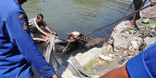 Penyelamatan Dramatis Sapi Tercebur Sungai di Semarang