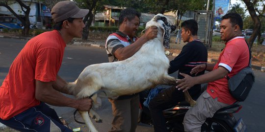 Aktivitas Penjualan Hewan Kurban Jelang Idul Adha