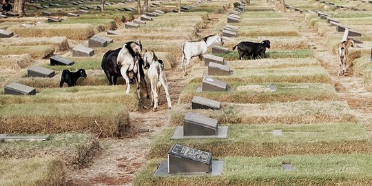 Kawanan Kambing Cari Makan di TPU Pondok Rangon
