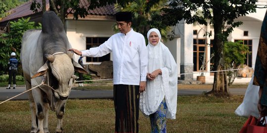 Jokowi Serahkan Sapi Ongole Seberat 1 Ton ke Kebun Raya Bogor