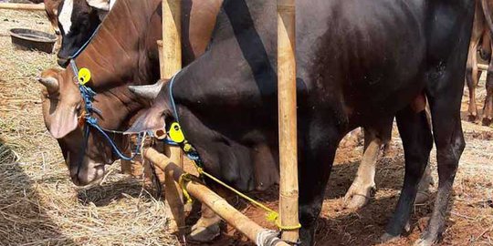 Ikuti Aturan Anies, Istiqlal Siapkan 5 Ribu Besek Bambu untuk Wadah Daging Kurban