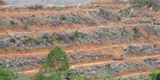 Pemprov Riau Gelar Rapat Penertiban Jutaan Hektar Kebun Sawit Ilegal