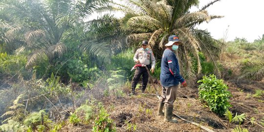 Bentuk Tim, Pemprov Riau Bidik Perusahaan yang Buka Kebun Sawit Ilegal