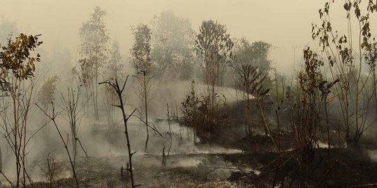 BNPB: Karhutla Terjadi di Gunung Batukaru, 300 Meter Persegi Kawasan Terbakar