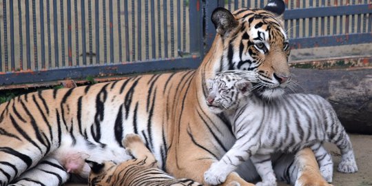 Suara dan Jejak Harimau Cemaskan Warga Labuhan Batu Utara