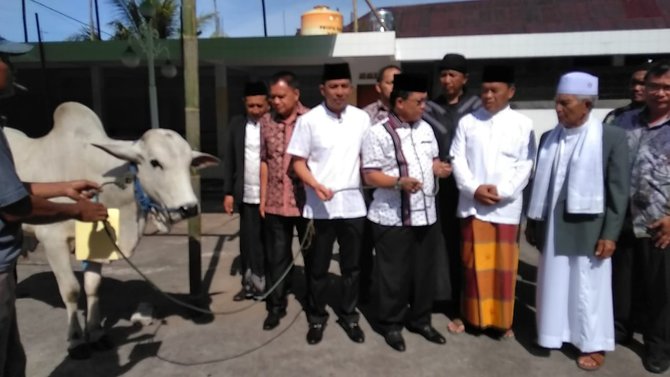 pemkab minahasa salurkan sapi kurban di 11 masjid
