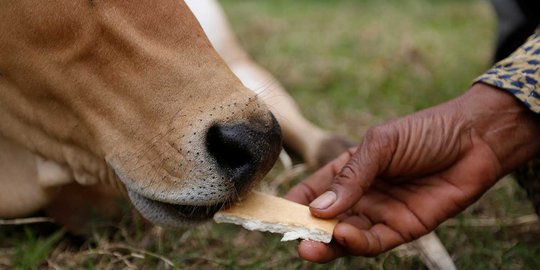 Wali Kota Palembang Nyaris Diseruduk Sapi Kurbannya Sendiri