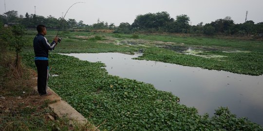 Setu Pengarengan di Depok Jadi Lautan Eceng Gondok