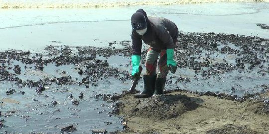 Tumpahan Minyak Pertamina Cemari 15.000 Hektare Tambak di Karawang