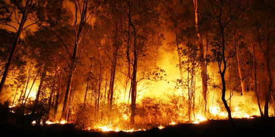 Gubernur Sumsel Duga Kebakaran Ratusan Hektar Lahan Akibat Sambaran Kilat