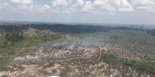 Polisi Tangkap Tokoh Masyarakat Garap Hutan Lindung TNTN Jadi Kebun Karet