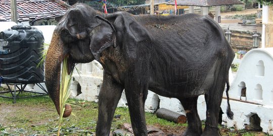 Malangnya Gajah di Sri Lanka, Tubuhnya Lemah dan Kurus Kering