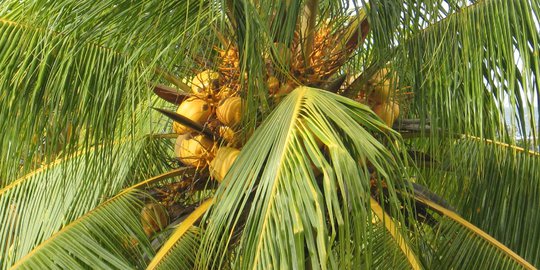 Dosen ITB Temukan Serat Pohon Kelapa Bisa Gantikan Kayu di Industri