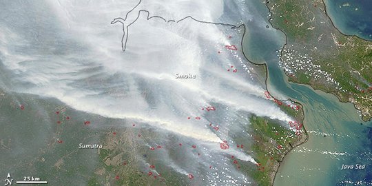 Anggota DPR: Kerugian Akibat Kebakaran Hutan Sangat Besar, Perlu Cepat Ditangani