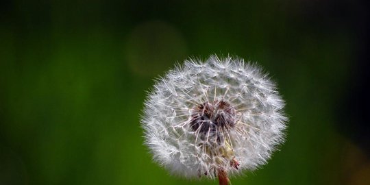 6 jenis teh yang memiliki manfaat paling dahsyat untuk pencernaan