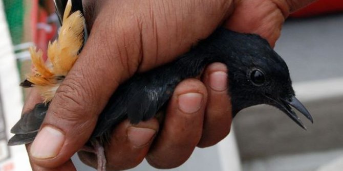 Pencurian Burung Marak Di Garut Murai Batu Seharga Rp15 Juta